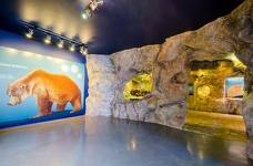 Museum Ladin Ursus ladinicus - Piano inferiore - Grotta dell'orso