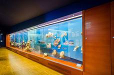 Museum Ladin Ursus ladinicus - Piano superiore - Fossili