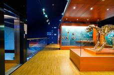 Museum Ladin Ursus ladinicus - Piano superiore - Fossili